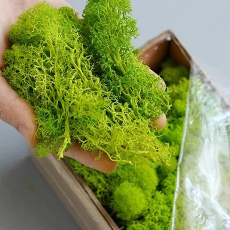 20-200 جرام نباتات خضراء اصطنا - مراجعة Terrarium Moss Art وسعره