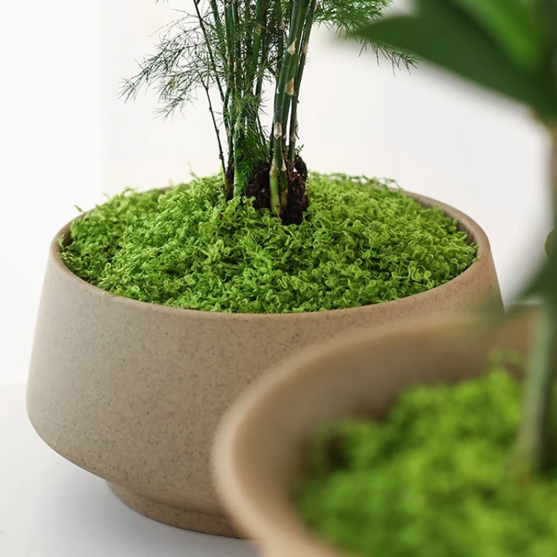 قطعة واحدة من العشب الصناعي، ح - مراجعة Terrarium Moss Art وسعره