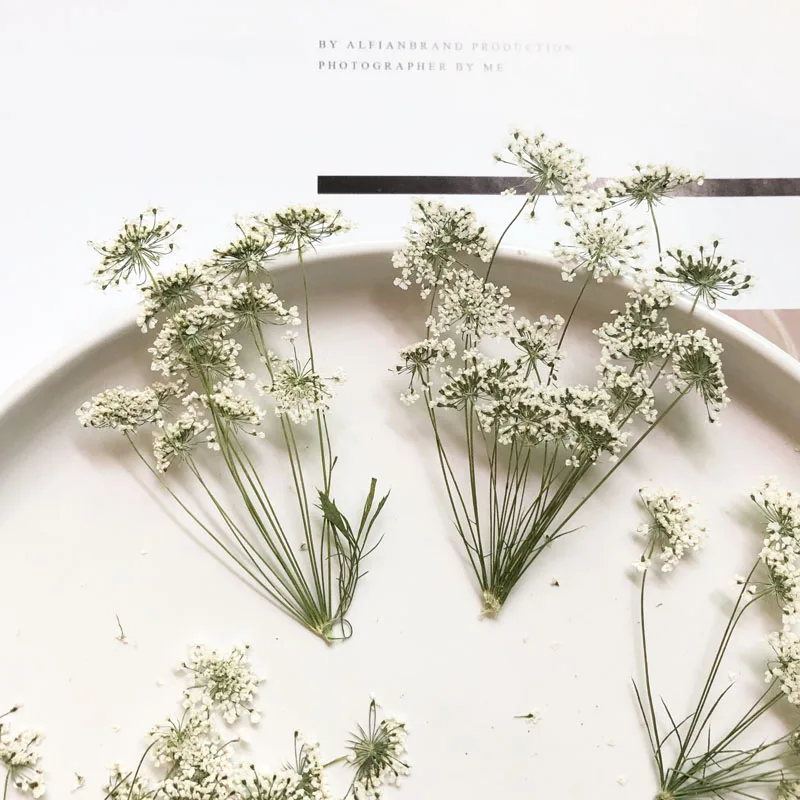 5-7 سنتيمتر/12 قطعة ، زهور الث - مراجعة Dried Flower Bulk وسعره