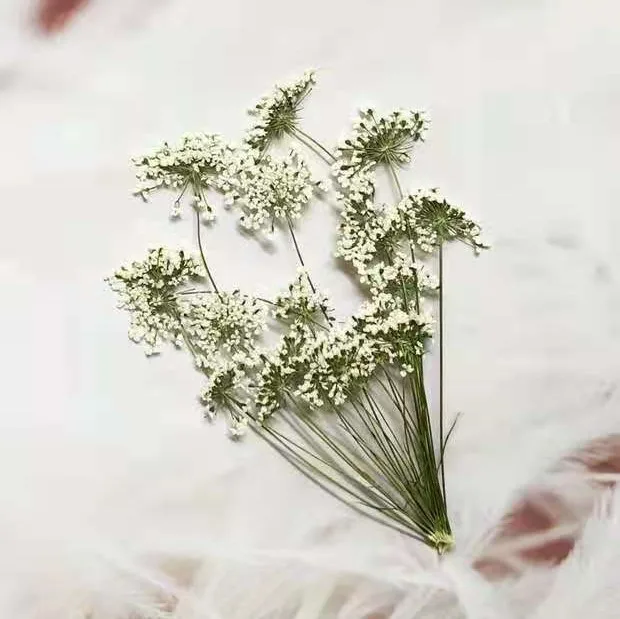 5-7 سنتيمتر/12 قطعة ، زهور الث - مراجعة Dried Flower Bulk وسعره