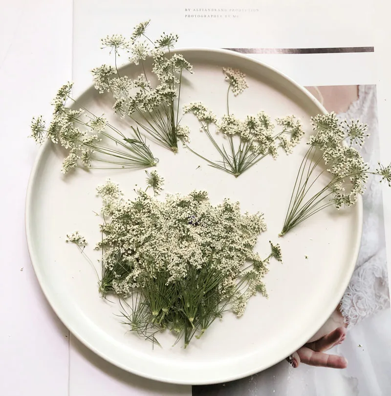 5-7 سنتيمتر/12 قطعة ، زهور الث - مراجعة Dried Flower Bulk وسعره