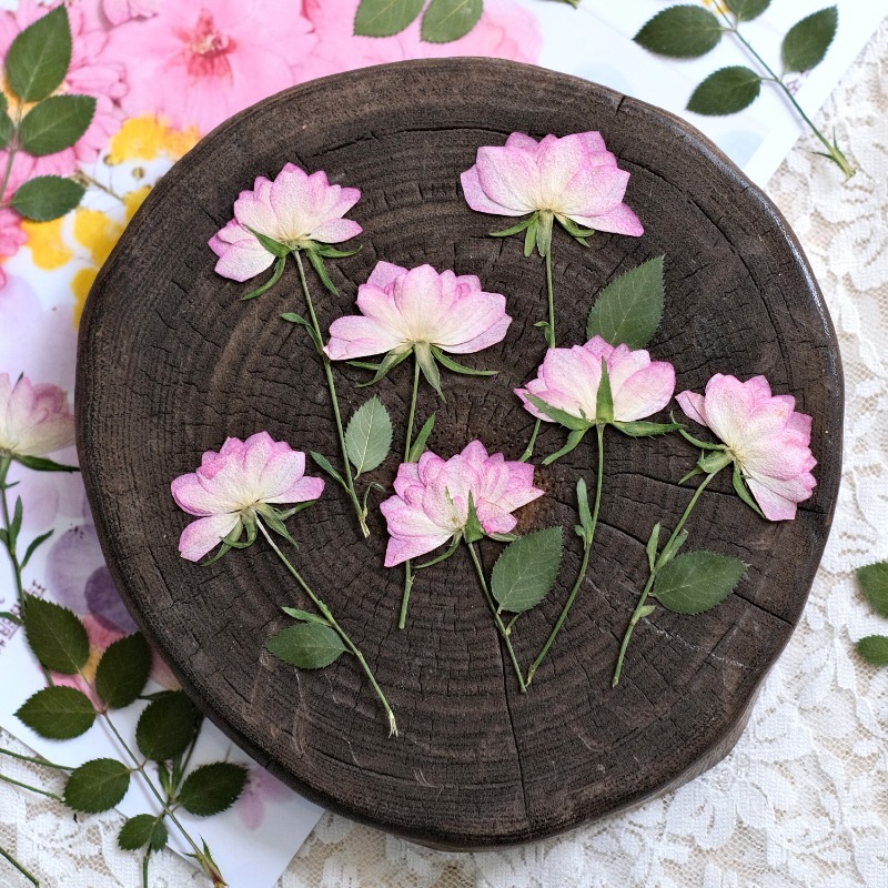 12 قطعة، زهور مجففة حقيقية مضغ - مراجعة Resin Craft Ideas وسعره
